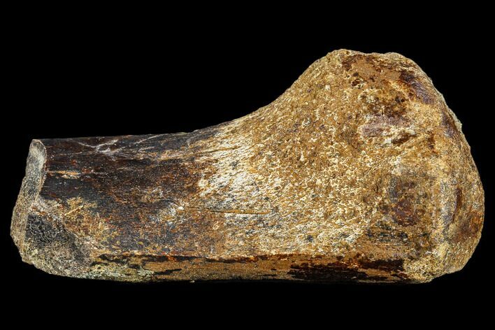 Hadrosaur (Edmontosaurus) Bone Section - South Dakota #113596